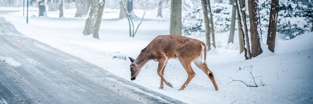 10 Safety Tips to Help Avoid Collisions with Wildlife